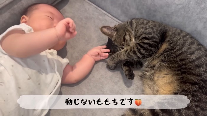 テロップ「動じないももちです」