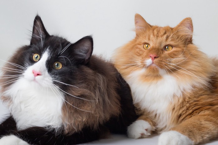 並んで伏せている2匹のノルウェージャンフォレストキャット