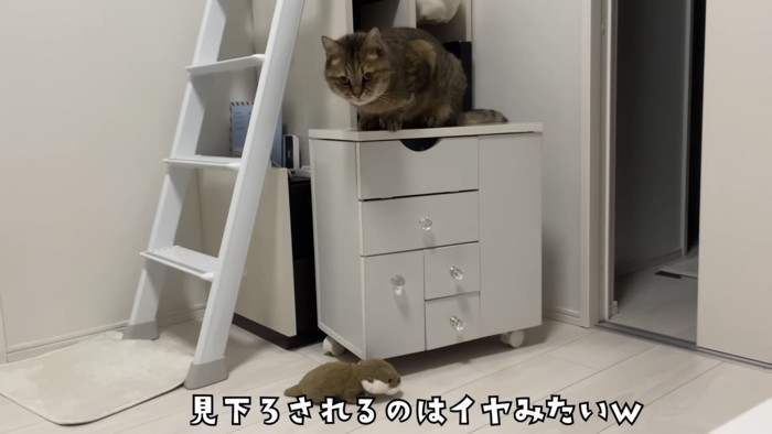 「見下ろされるのはイヤみたいｗ」のテロップ写真