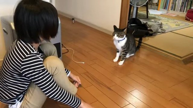 向かい合う女の子と猫