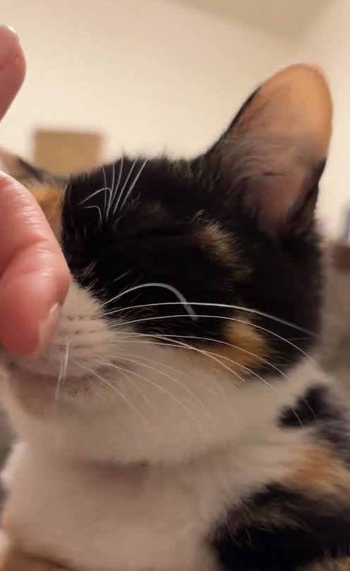 飼い主の指に顔を擦り付けている猫