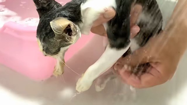 シャワーをかけられる子猫