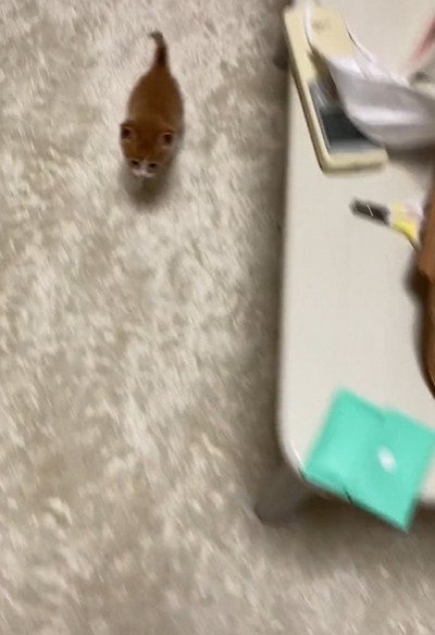 駆け寄ってくる子猫