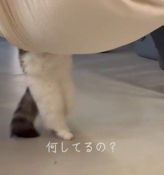 後ろへ下がる猫の足