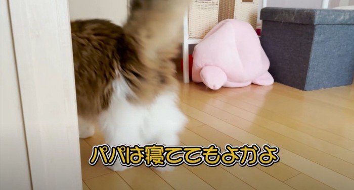 部屋から出ていく猫