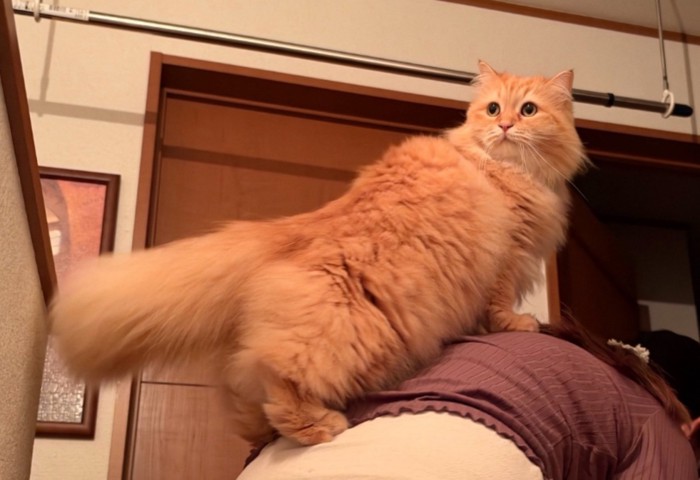 ドヤ顔の猫