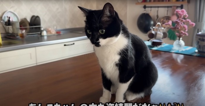 座る猫
