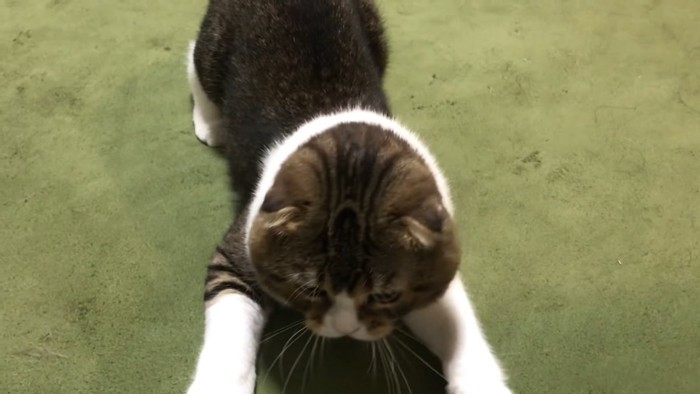 両方の前足を伸ばす猫