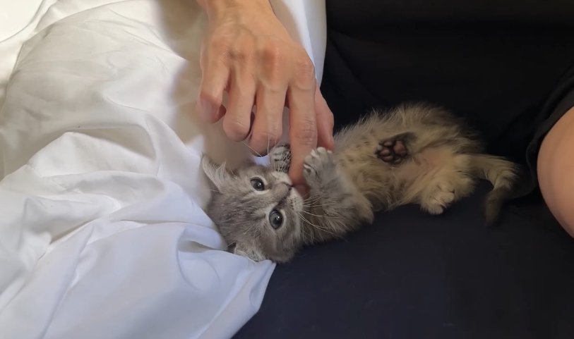 ひっくり返って飼い主の指をかじっている子猫