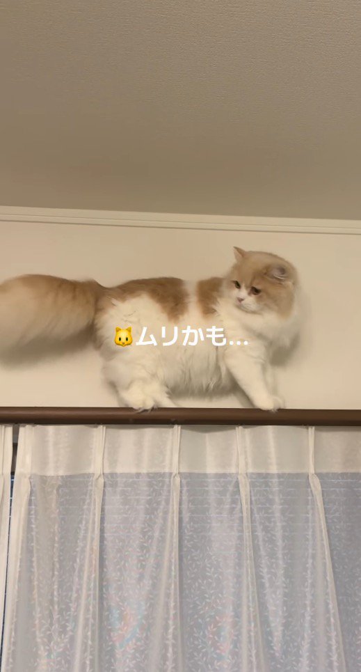 後ろをふり返る猫