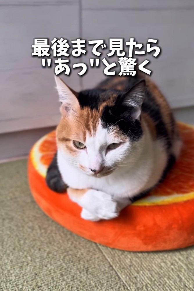 眠そうな猫