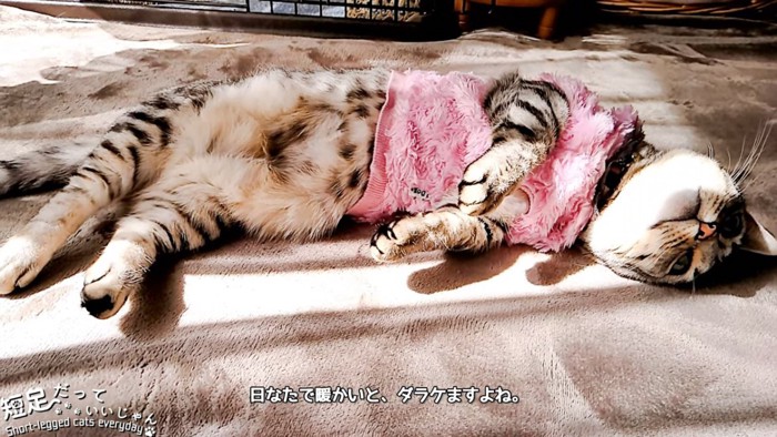 横になる服を着た猫