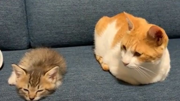 座っている2匹の猫