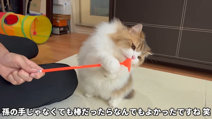 孫の手を捕まえる猫