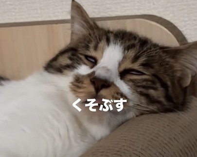 白目で眠っている猫