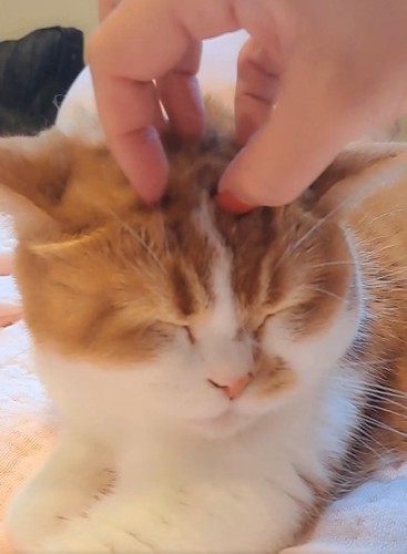 撫でてもらうもなかくん