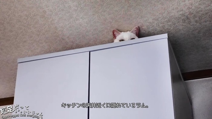 隠れている猫