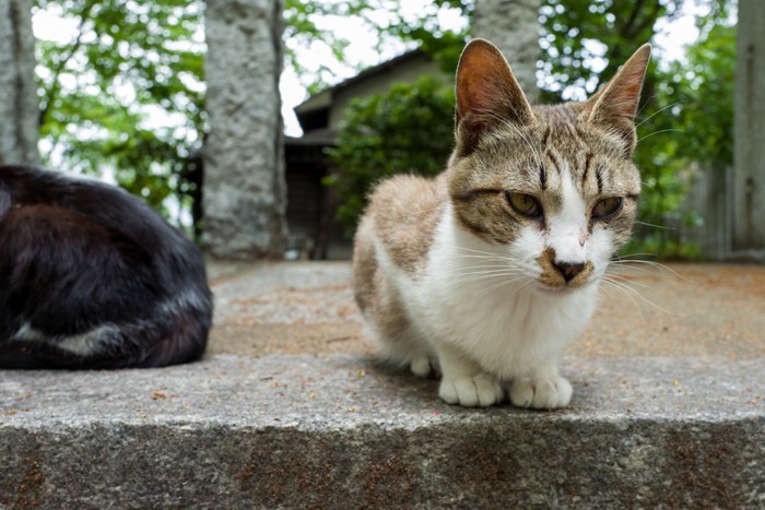 福岡の猫