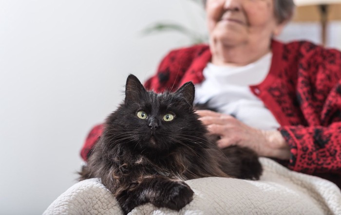 おばあちゃんのヒザの上に乗る黒猫