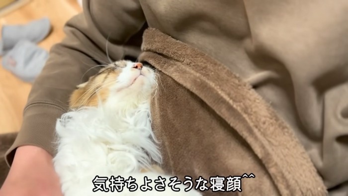 寝ている猫の顔