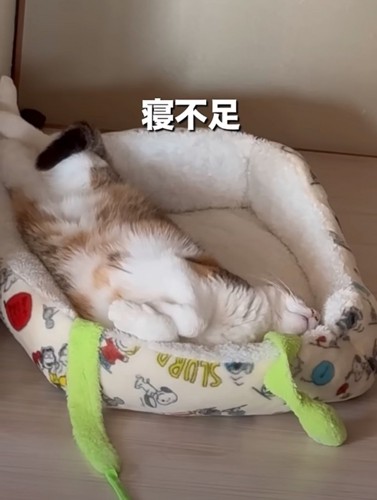 寝不足気味