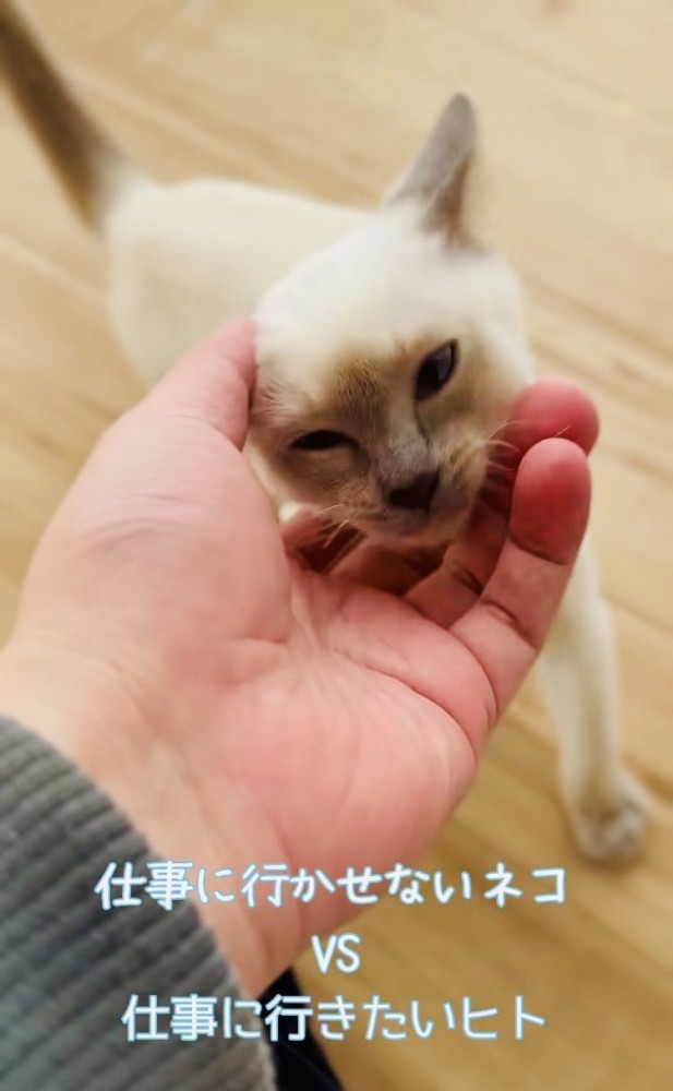 飼い主さんに顔を撫でられる子猫