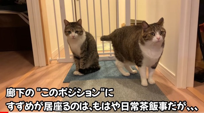 2匹の猫