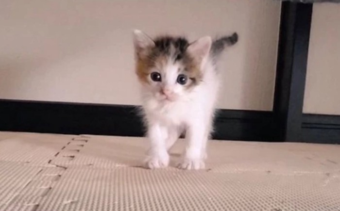 小さな子猫
