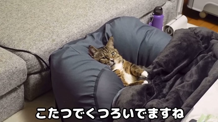 クッションでくつろぐ猫