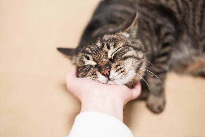 あごの下を撫でられて気持ちよさそうな猫