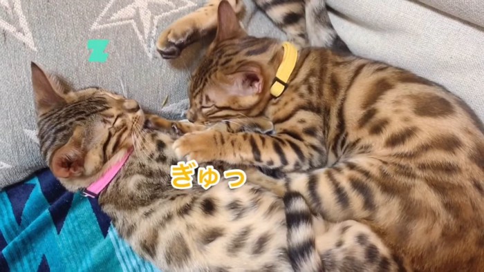 向かい合って寝る子猫