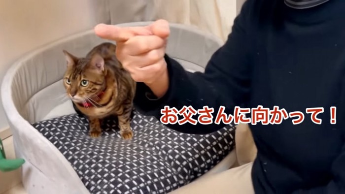 上を見る猫