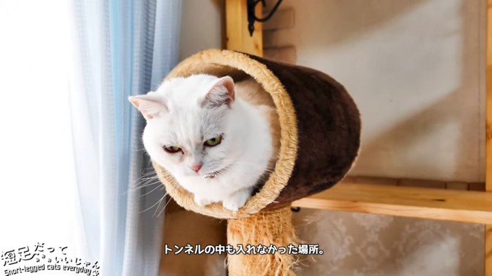 トンネルに入る猫