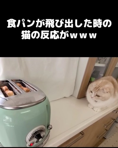 離れてトースターを見る猫