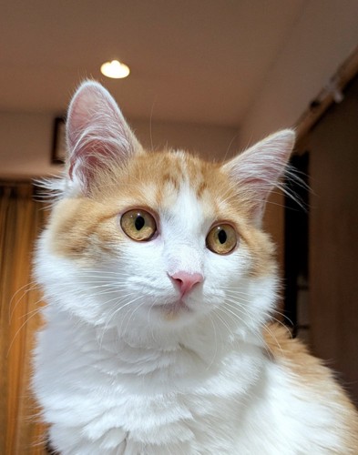 ふさふさの綺麗な猫