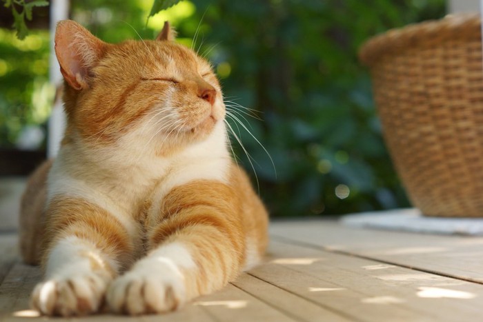 ひなたぼっこをして気持ちよさそうな猫