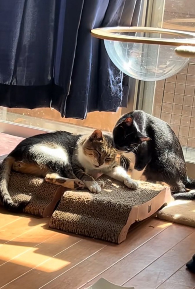 毛づくろいする猫