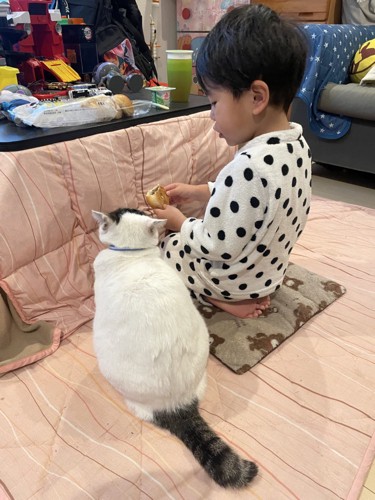 正座をする男の子と猫