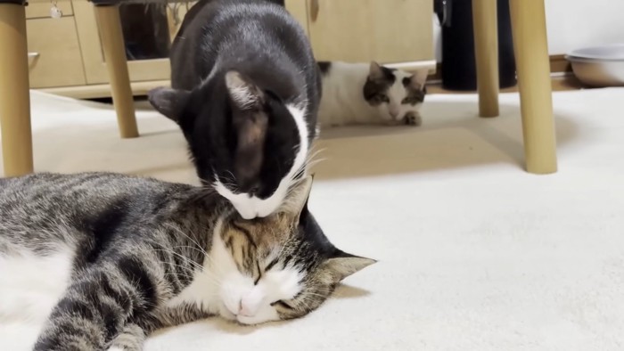 キジ白猫ちゃんの耳にお顔を寄せる白黒猫ちゃん