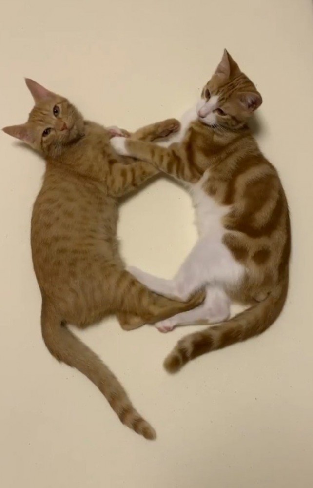 向かい合わせになってくつろぐ2頭の猫