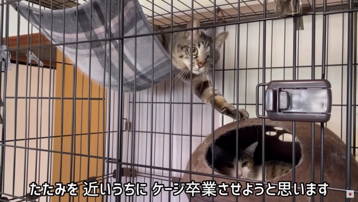 手を伸ばす猫