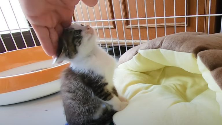 飼い主に撫でられている子猫