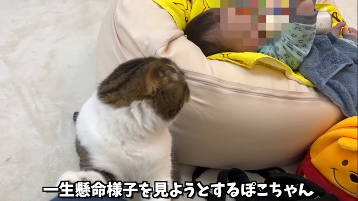 ミルクを飲む赤ちゃんを見ている猫