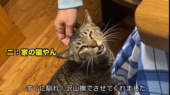 甘える猫