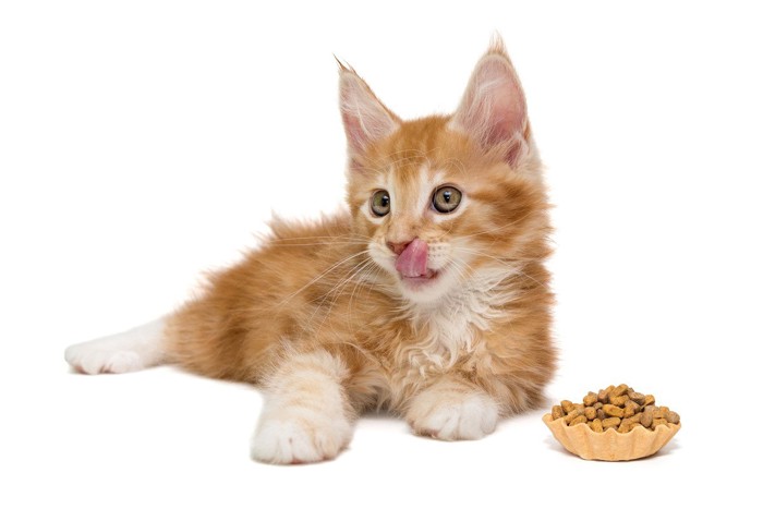 フードを前にしたメインクーンの子猫