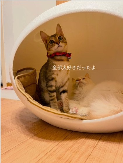 ハウスに入った2匹の猫