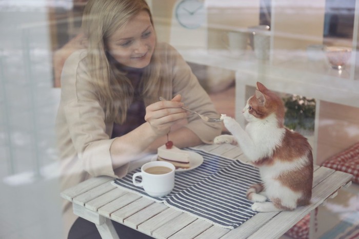 ソファでくつろぐ猫