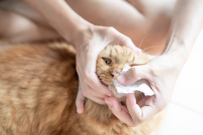 鼻水を拭いてもらう猫