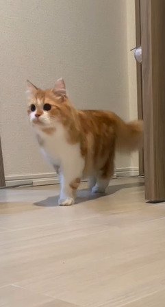 立ち止まる猫