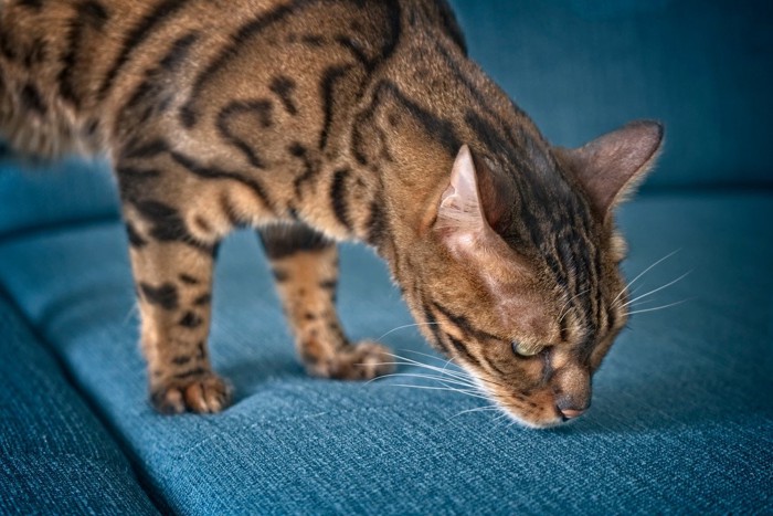 においを嗅ぐ猫